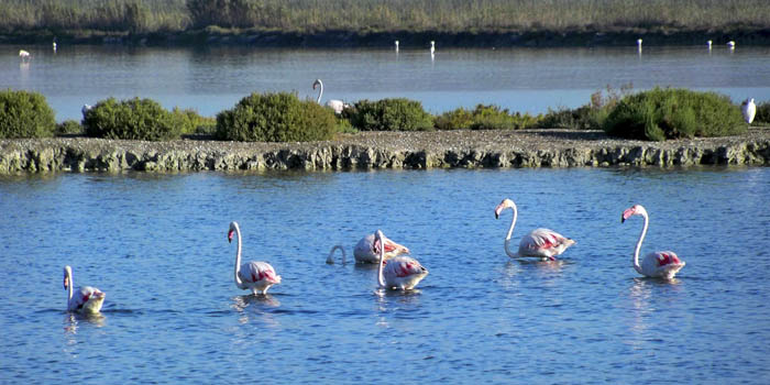 Santa Pola